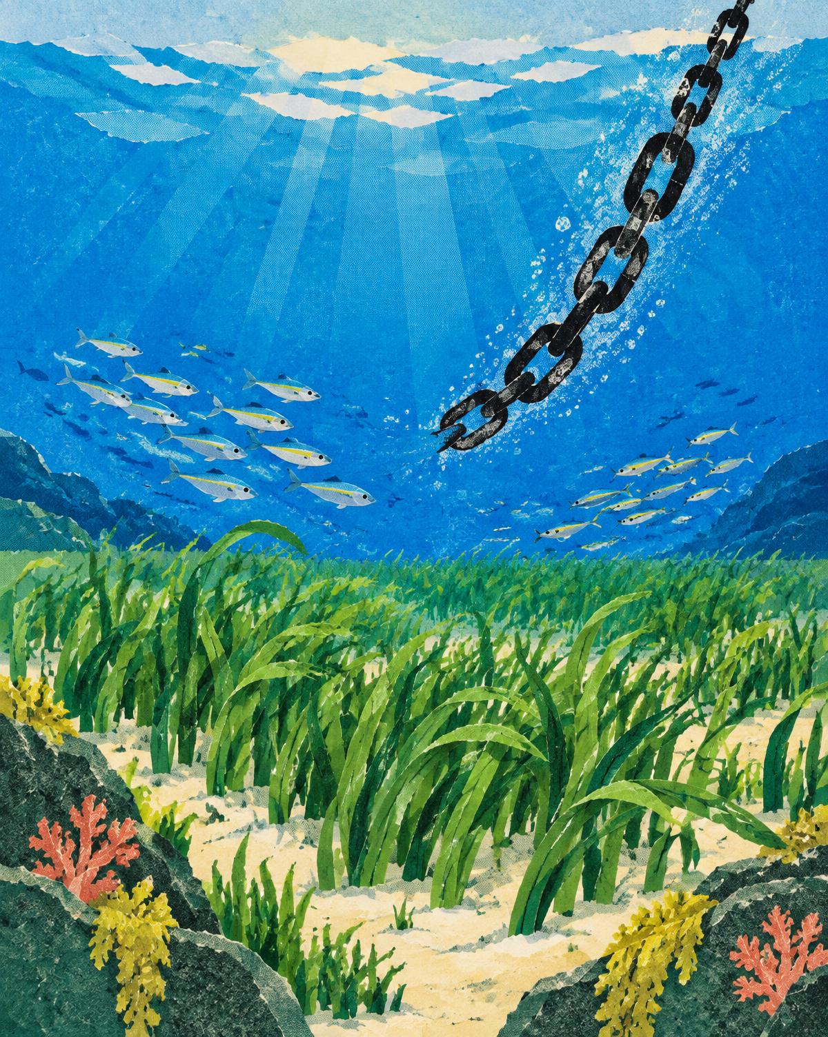 Cut-paper underwater illustration of a broken mooring chain above a recovering green seagrass meadow, with small fish moving through blue water.