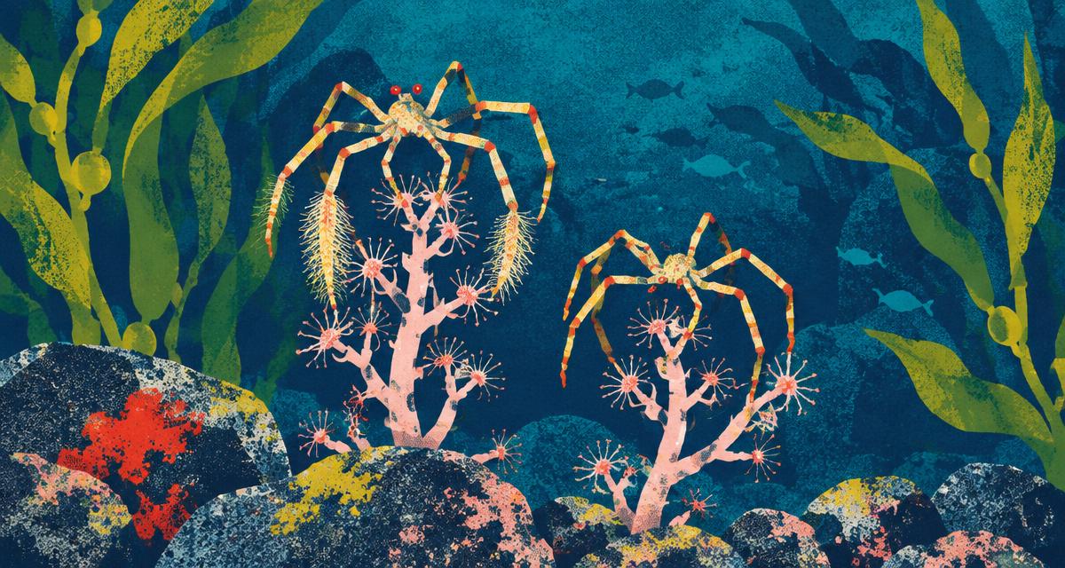 TWO NEW SEA SPIDERS TURNED UP IN THE SALISH SEA. ONE HAS HAIRY FEET.